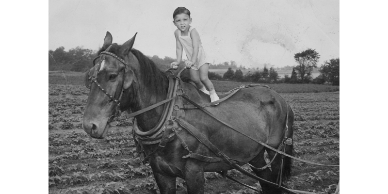 Bill Giambrone on family workhorse at Ellis Road, Brant 